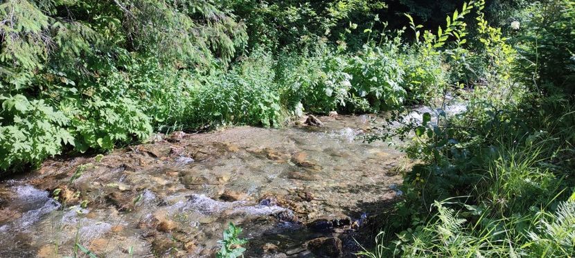 râul Cimpoioasa - Borsa iulie 2025