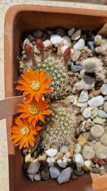 O noua inflorire - Rebutia