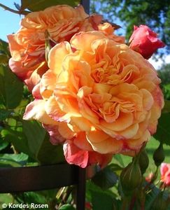 Aloha (urcator) 60 lei - Toamna 2025