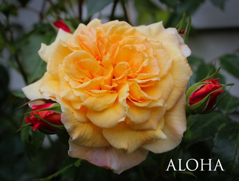 Aloha (urcator) 60 lei - Toamna 2025