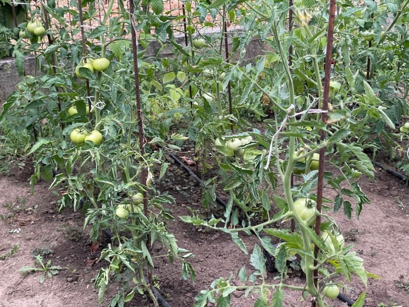  - 0005 - Gradina de legume 2023-2024-2025