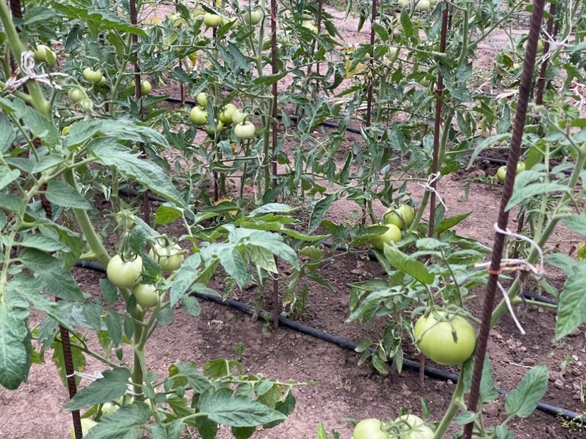  - 0005 - Gradina de legume 2023-2024-2025