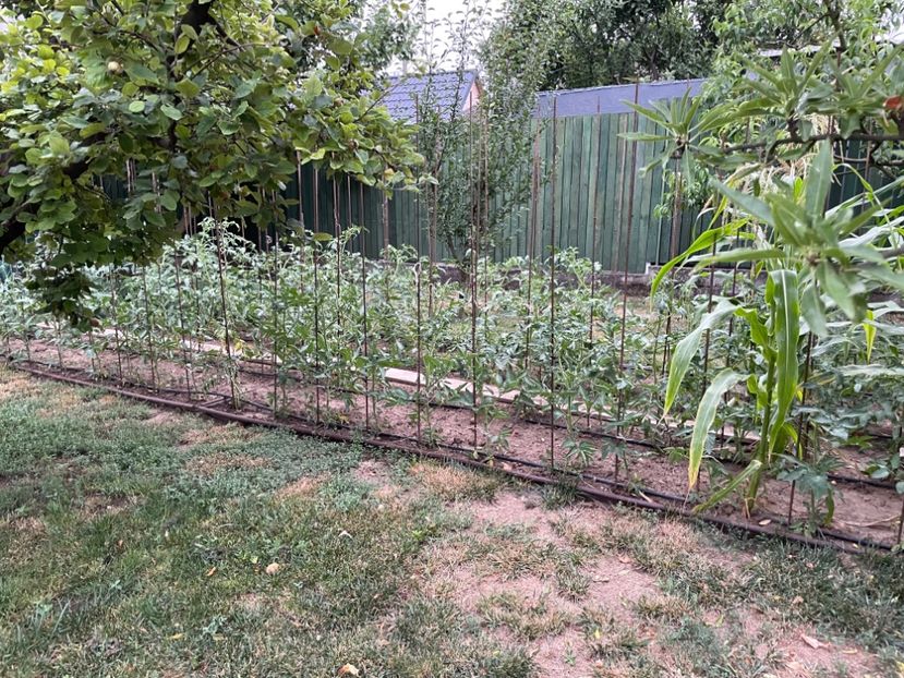  - 0005 - Gradina de legume 2023-2024-2025