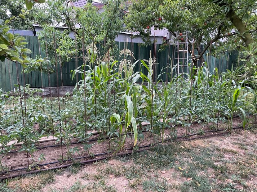  - 0005 - Gradina de legume 2023-2024-2025