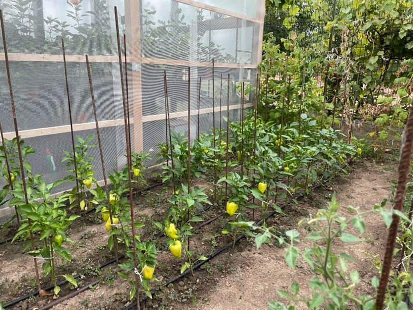  - 0005 - Gradina de legume 2023-2024-2025