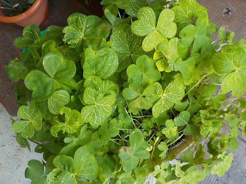  - oxalis corimbosa aureo