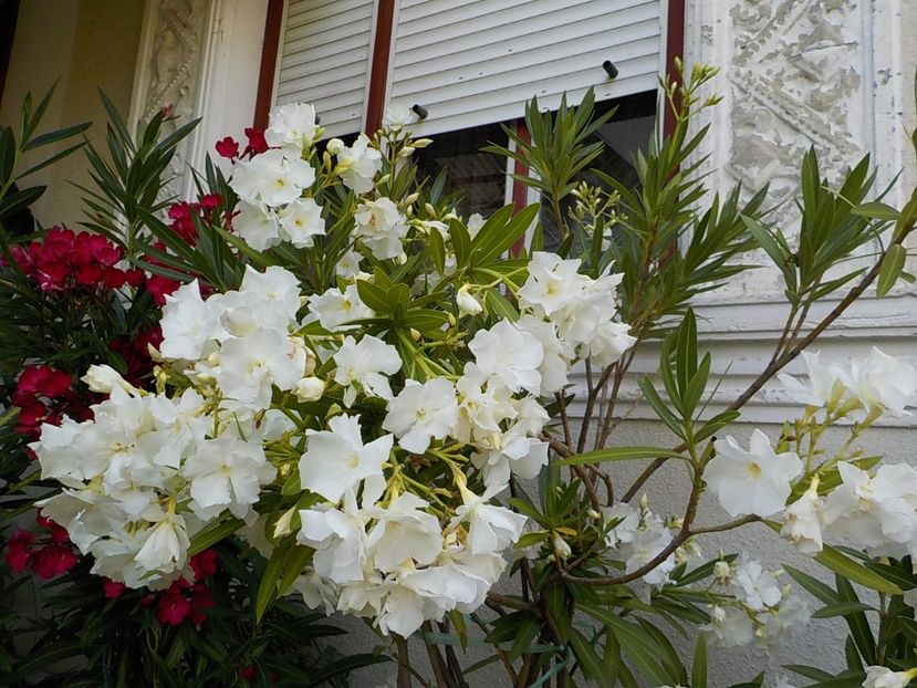  - mont blanc leandru nr 22