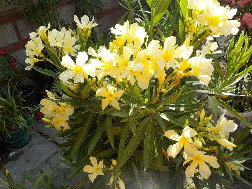  - maria gambeta nr 25