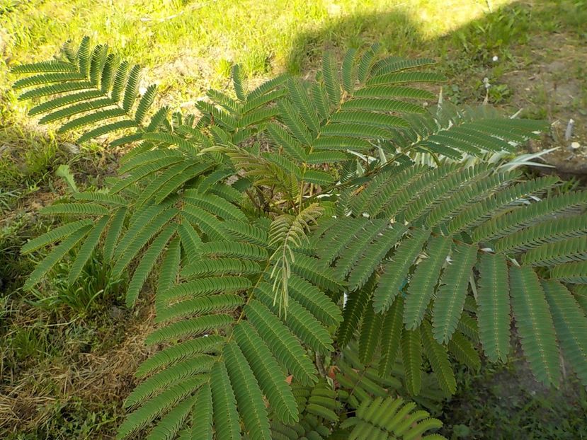  - albitzia jullibisprinum