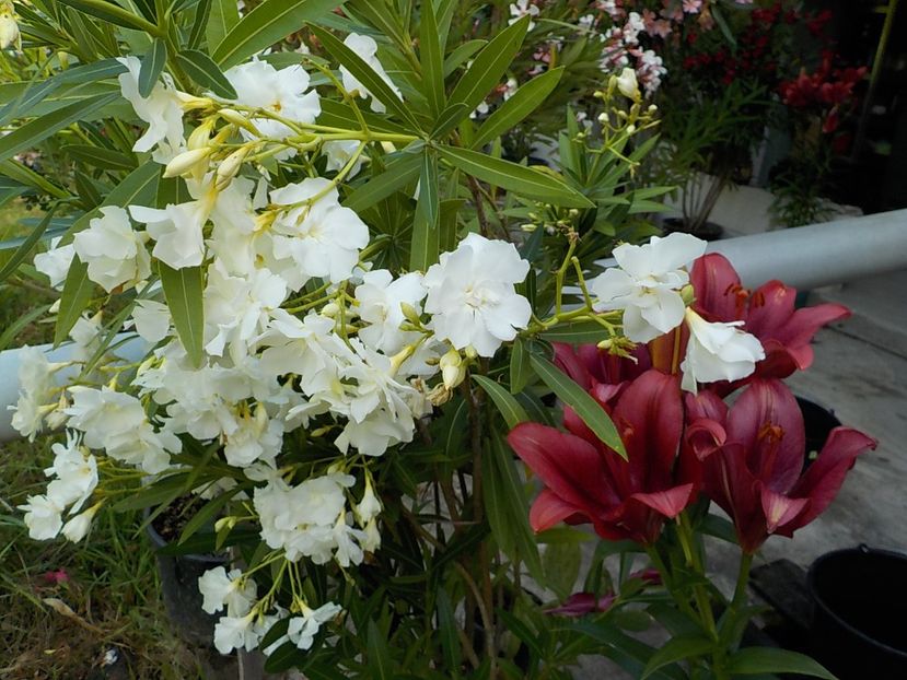  - mont blanc leandru nr 22