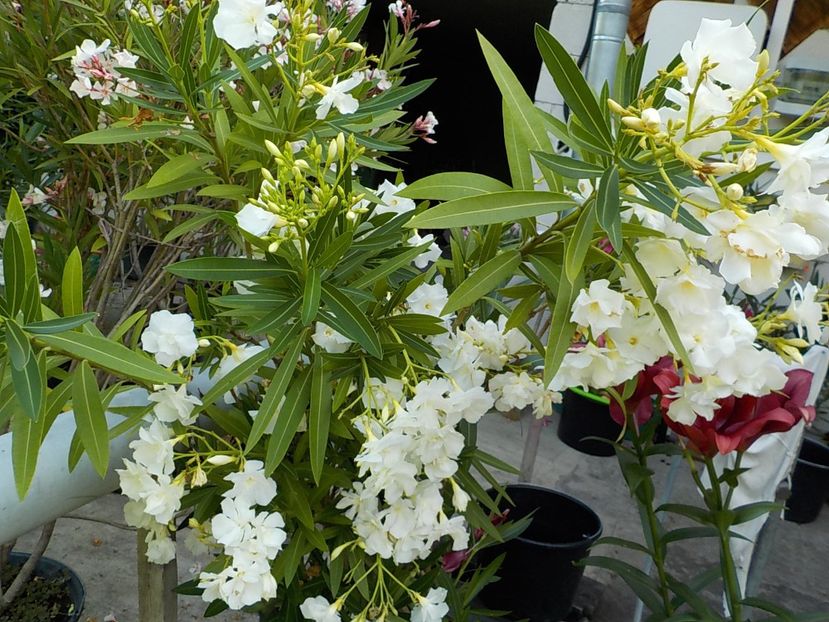  - mont blanc leandru nr 22