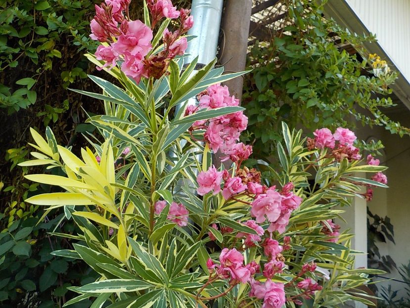  - variegat nr 24
