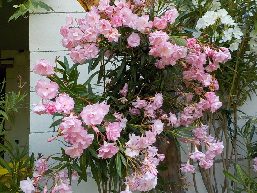  - madam hellena nr82