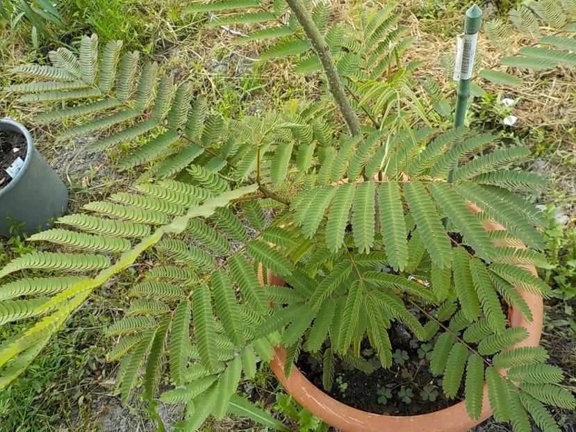  - albitzia jullibisprinum