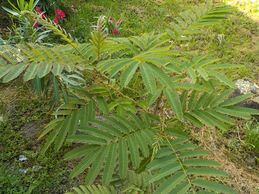  - albitzia jullibisprinum