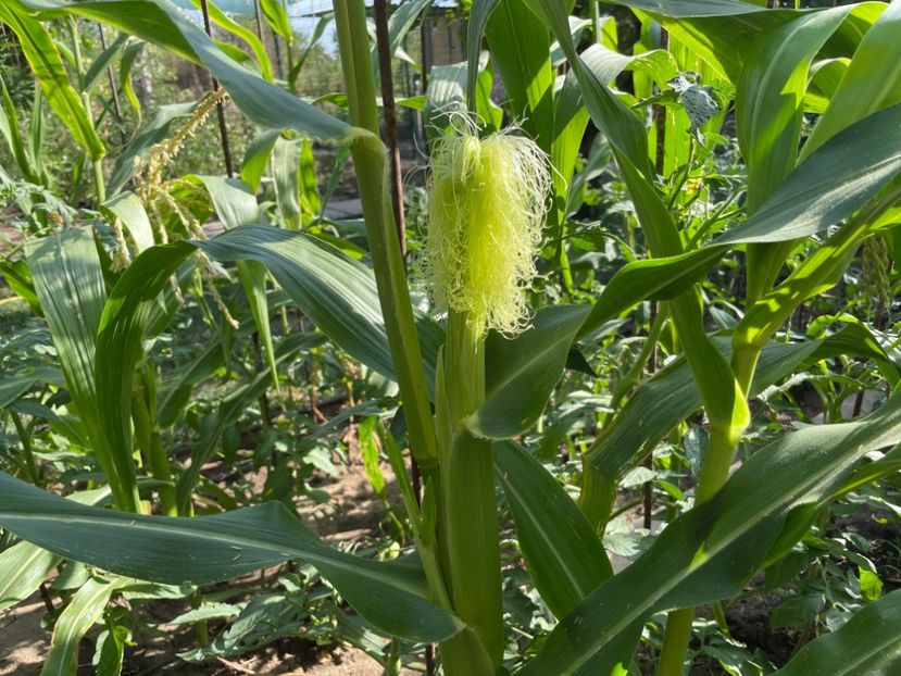  - 0005 - Gradina de legume 2023-2024-2025