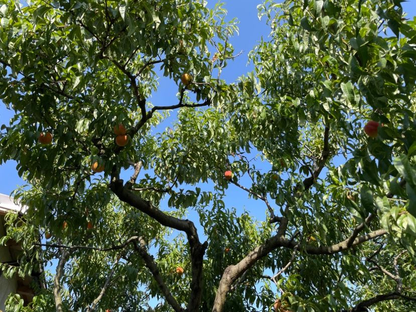  - 0005 - Gradina de legume 2023-2024-2025