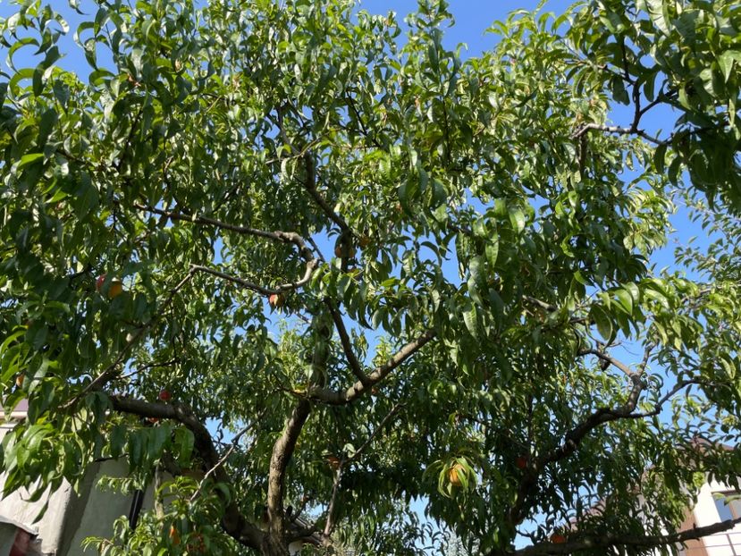  - 0005 - Gradina de legume 2023-2024-2025