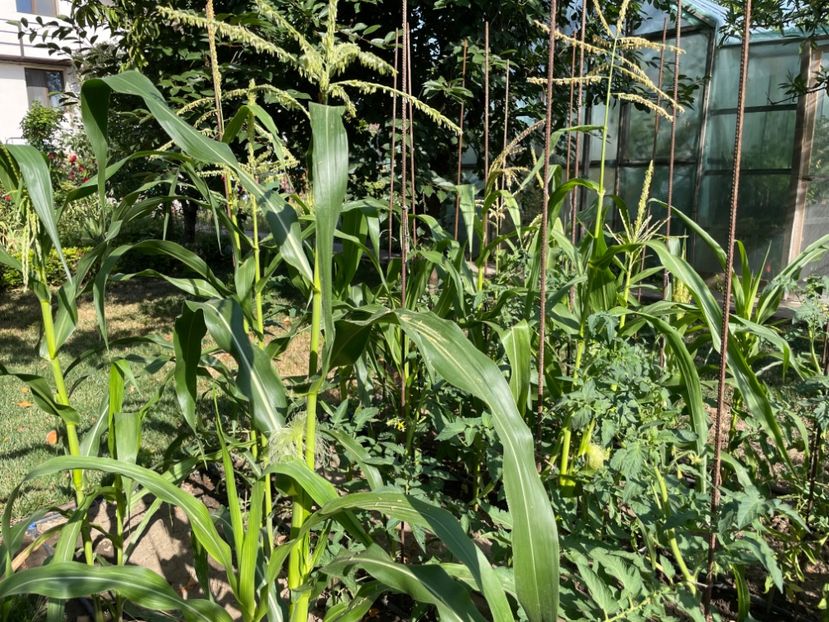  - 0005 - Gradina de legume 2023-2024-2025