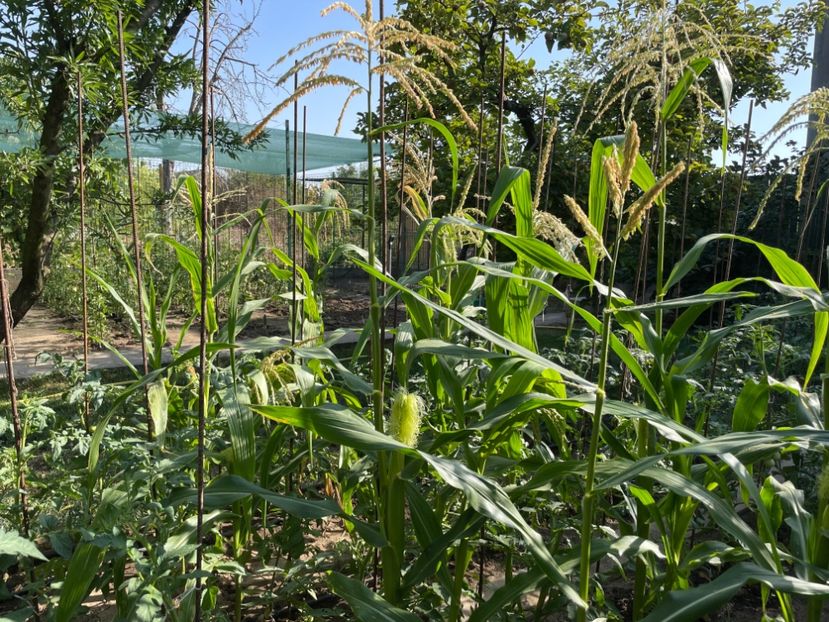  - 0005 - Gradina de legume 2023-2024-2025