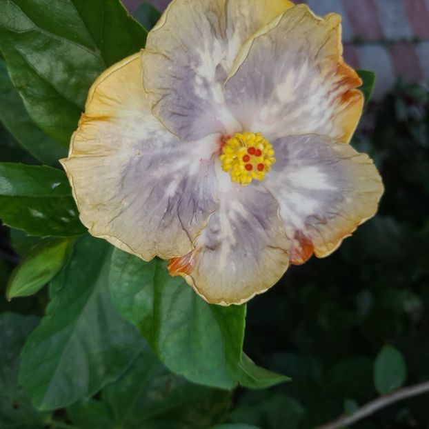 26.07.2025 - HIBISCUSI 2025-3