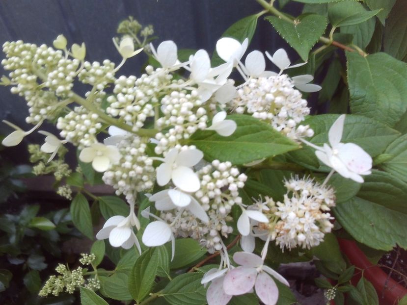 Hydrangea-paniculata-confetti-vlasveld-02-pbr/ - 2025