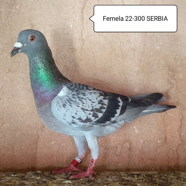 Femela 22-300 SRB - Stropit