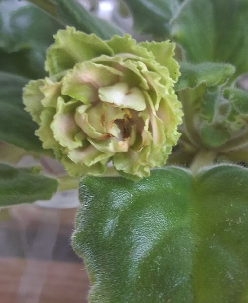  - EK Raspletalo Leto Kosy 2