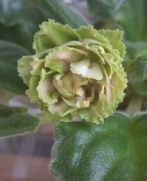  - EK Raspletalo Leto Kosy 2