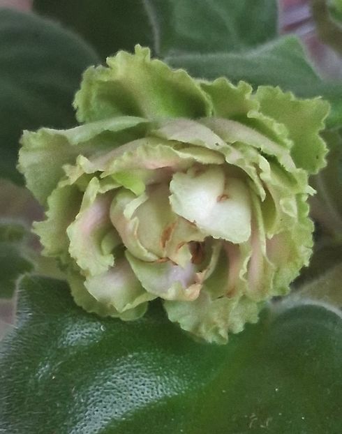  - EK Raspletalo Leto Kosy 2