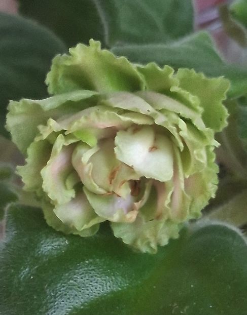  - EK Raspletalo Leto Kosy 2