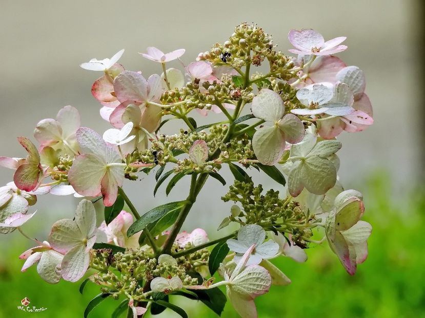 Hydragenia - E - FLOWERS - Flori