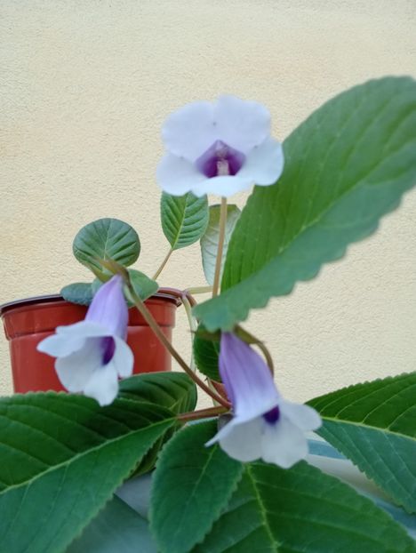  - Sinningia Carangola