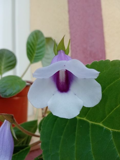  - Sinningia Carangola