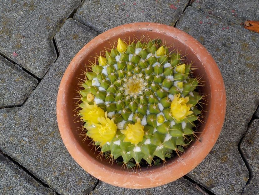  - manillaria markesiana