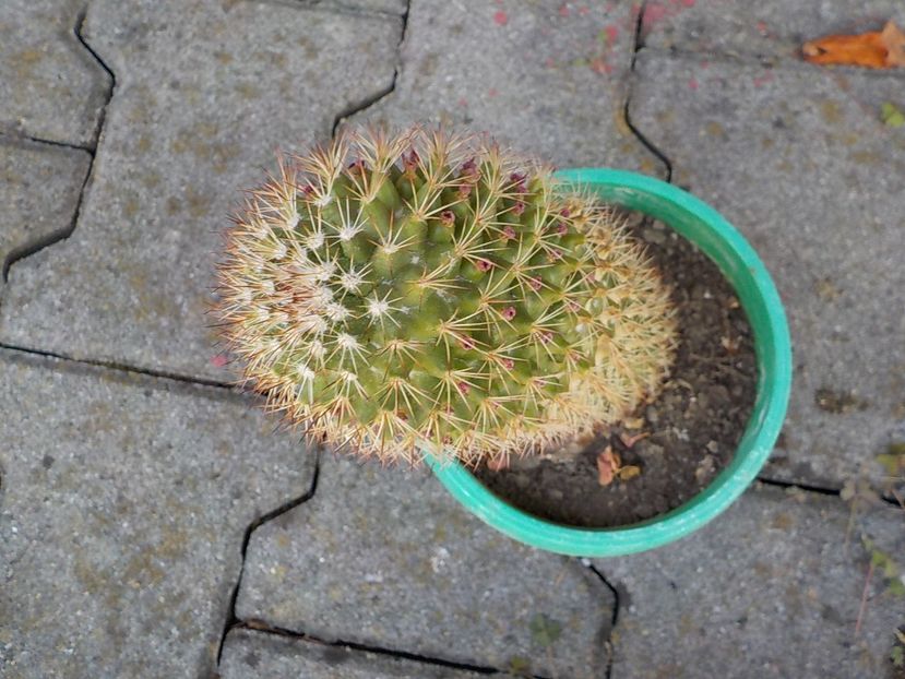  - mammilaria ernesti