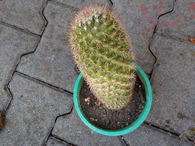  - mammilaria ernesti