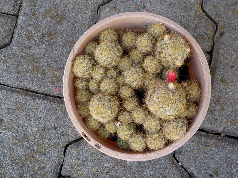  - mammillaria prolifera