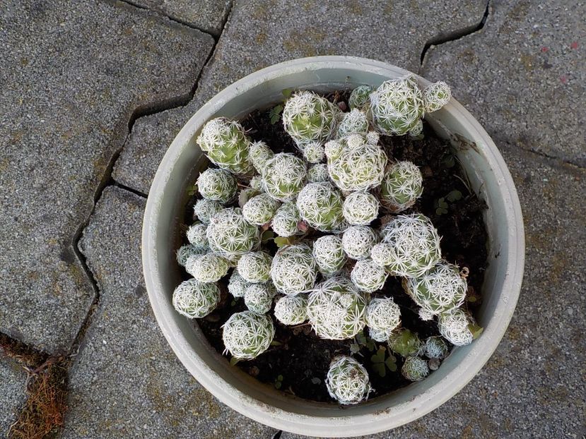  - mammillaria gracilis