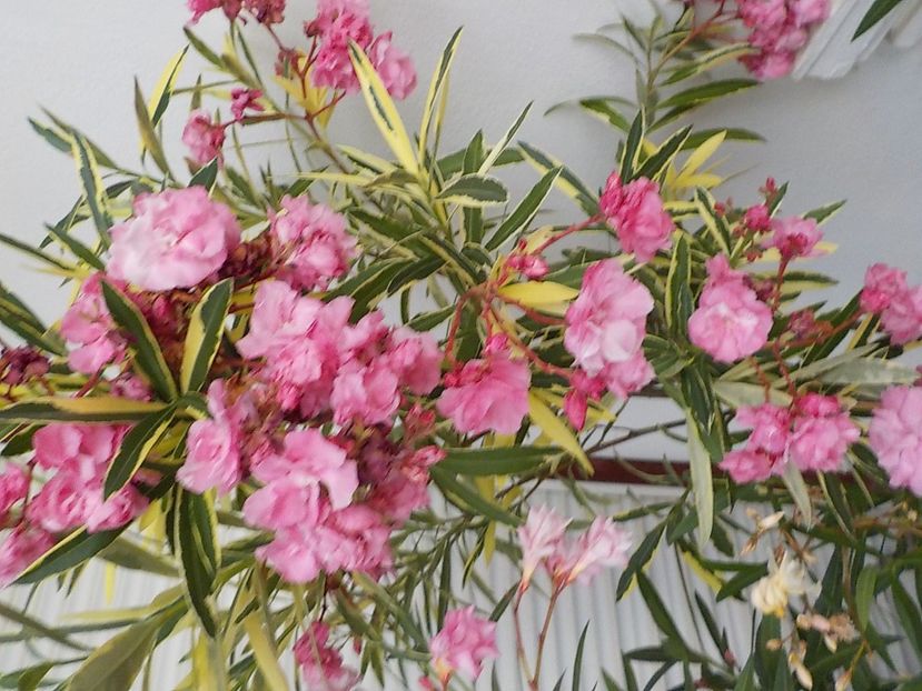  - variegat nr 24