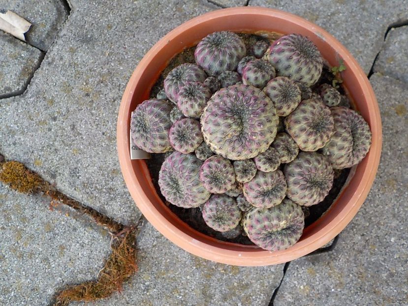  - rebutia pygmea 2019