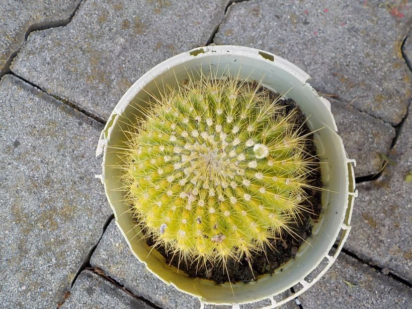  - Genul Notocactus