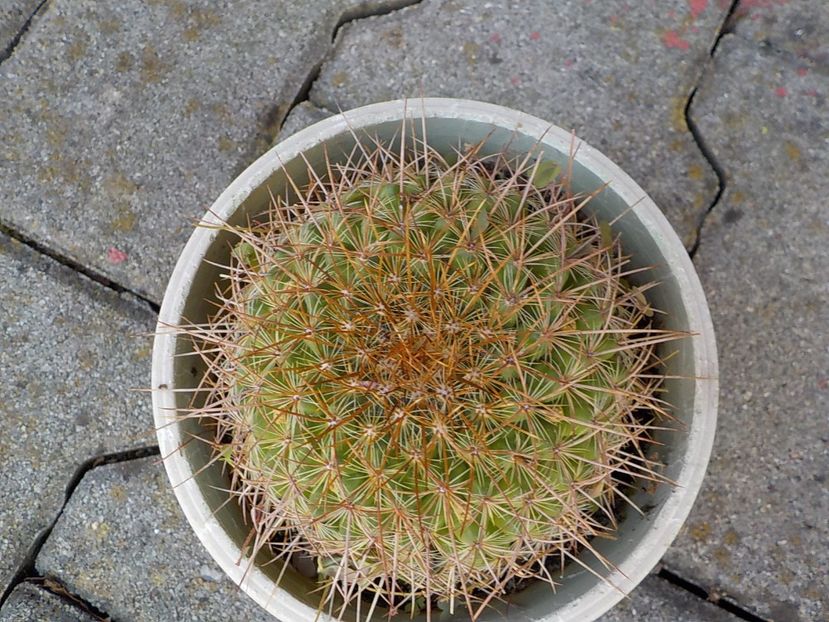  - CACTUSI si SUCULENTE
