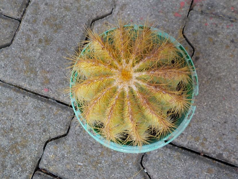 - Genul Notocactus