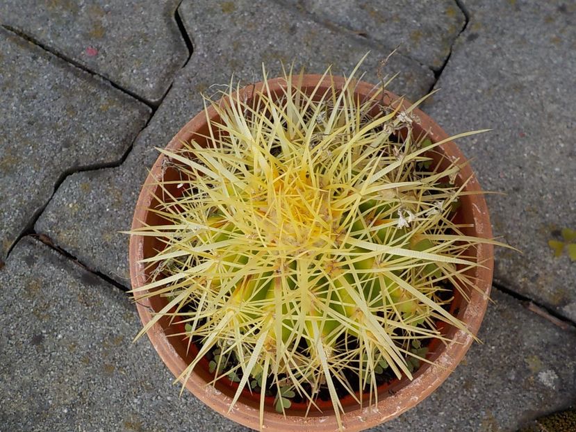  - Genul Notocactus