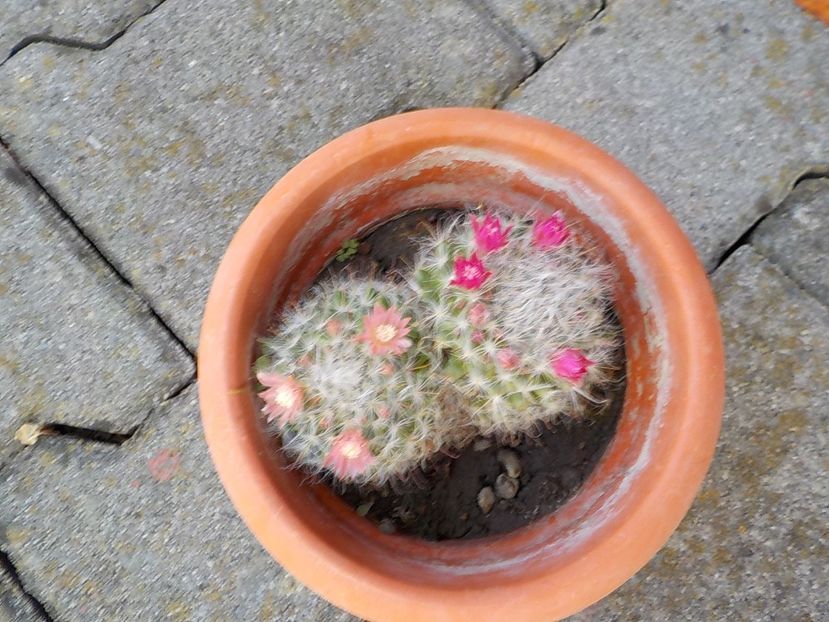  - mammillaria bocasana