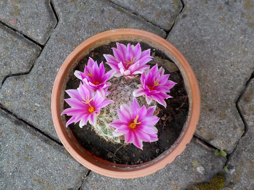  - mammillaria spinosisima