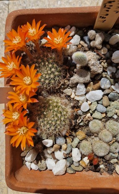  - Rebutia