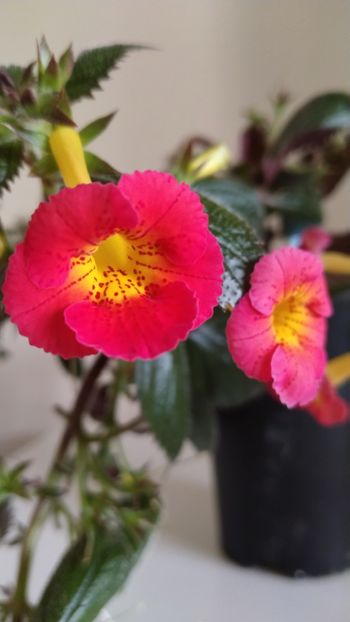  - 2025-MM s HAPPY DAY