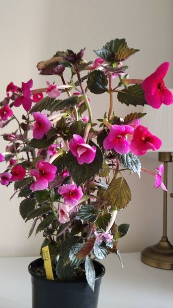  - 2025-BriD s LOLITA